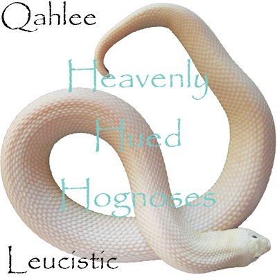 Qahlee