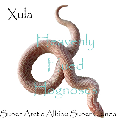 Xula